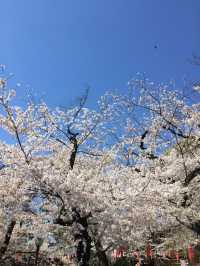 ซากุระบานสะพรั่งที่สวนอุเอโนะ งดงามจนต้องหยุดมอง
