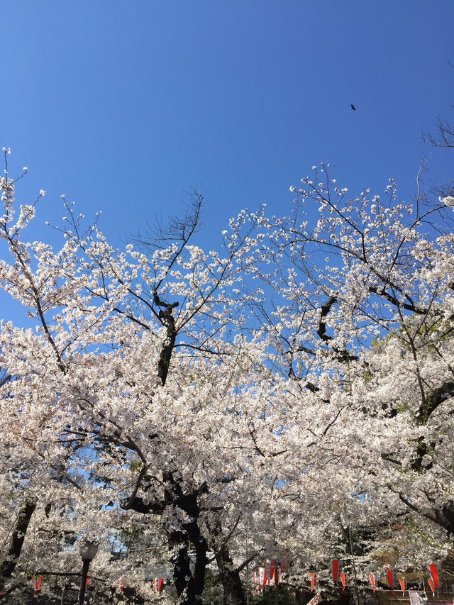 ซากุระบานสะพรั่งที่สวนอุเอโนะ งดงามจนต้องหยุดมอง