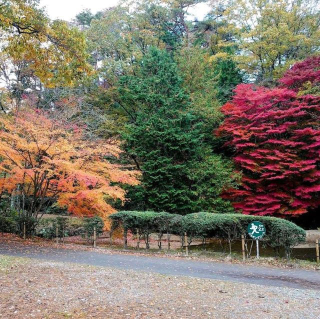 Dainohara Forest Park (台原森林公園)