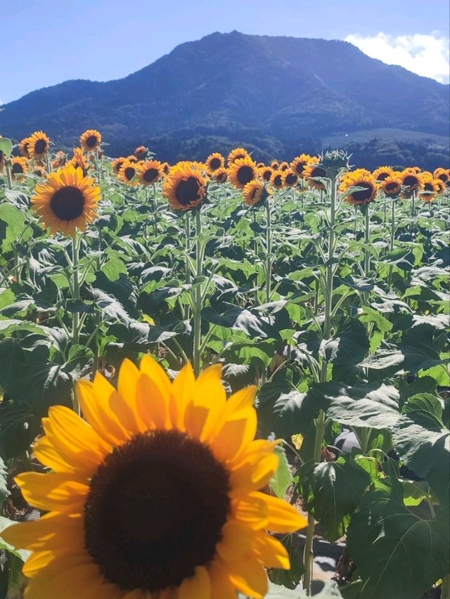 sunflowers in  Japan