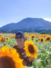 sunflowers in  Japan