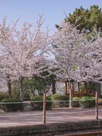 Most Beautiful Cherry Blossom spot at Jinhae