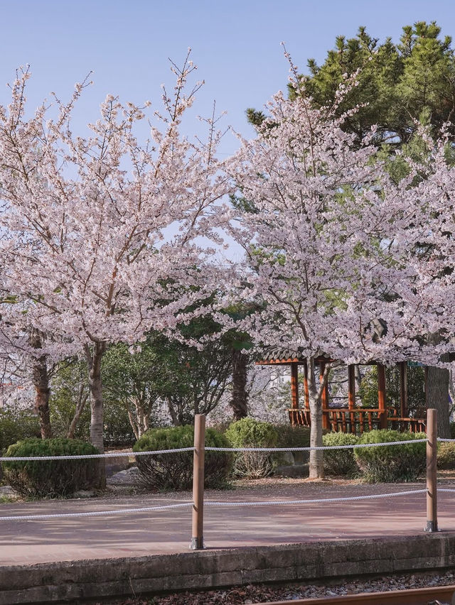 Most Beautiful Cherry Blossom spot at Jinhae
