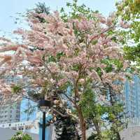 🌸 **櫻桃街公園櫻花觀賞分享** 🌸