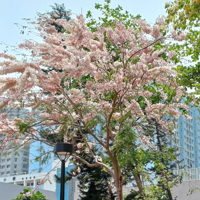 🌸 **櫻桃街公園櫻花觀賞分享** 🌸