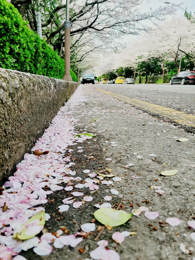 🌸 **釜山櫻花大道賞櫻花遊覽分享** 🌸