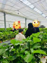 Kishinosato Strawberry Farm ฟาร์มสตรอว์เบอร์รีสดๆ