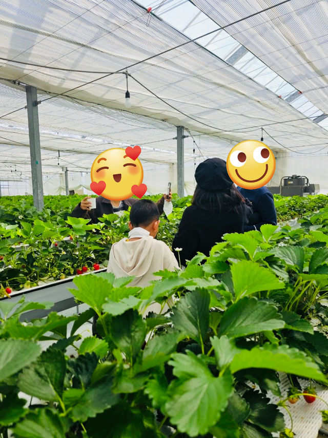 Kishinosato Strawberry Farm ฟาร์มสตรอว์เบอร์รีสดๆ