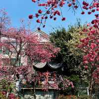 頭前溪河濱公園～櫻花盛開的春日樂園 🌸🚶‍♀️