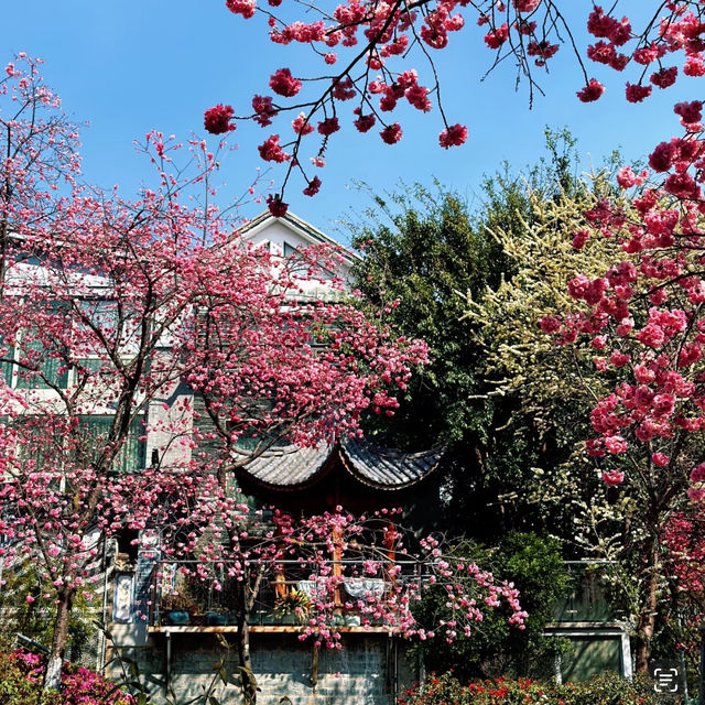 頭前溪河濱公園～櫻花盛開的春日樂園 🌸🚶‍♀️