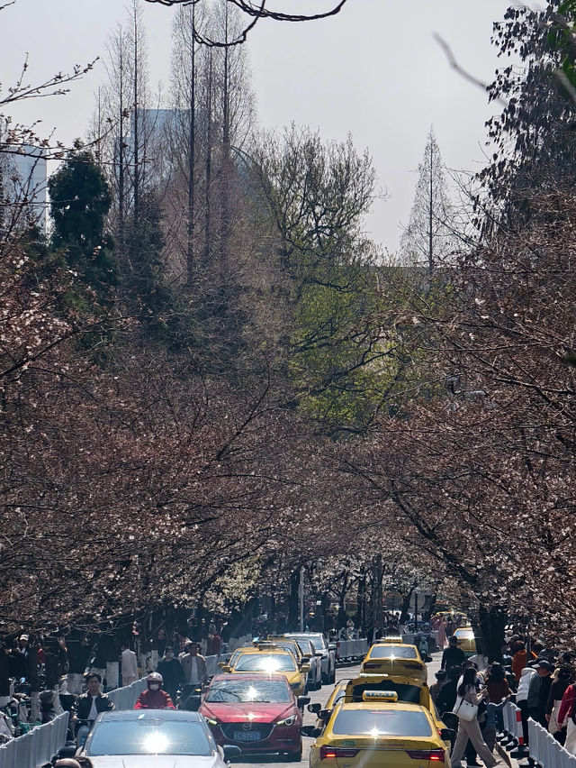 Trip to Nanjing 🌸