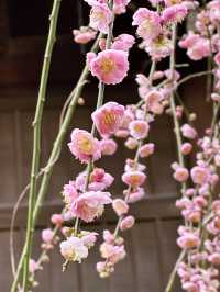🌸 Sakura Blooming at Yoyogi Park 🌸