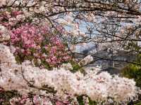 Chasing Sakura at Koko-en Garden