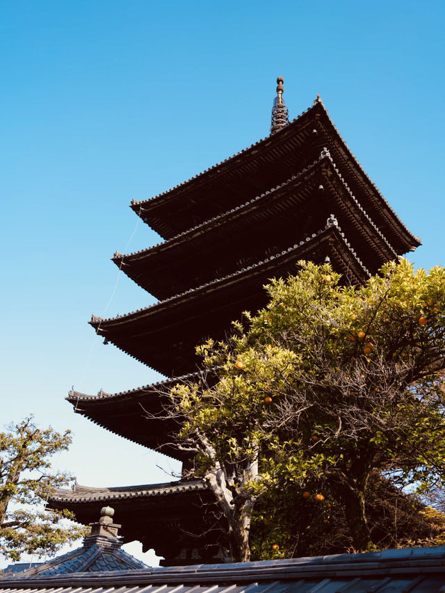 【京都×春旅】  八坂の塔と桜が撮れるスポットは大人気！
