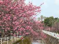  Chasing Sakura in Okinawa 🌸