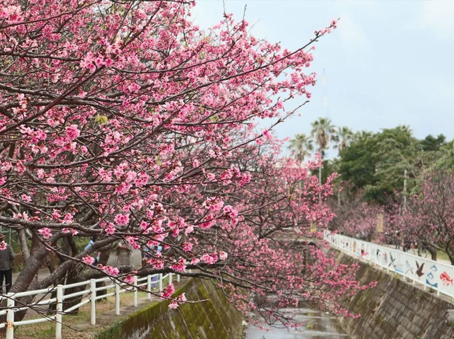  Chasing Sakura in Okinawa 🌸
