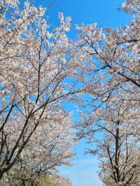 남양주 한적한 벚꽃 스팟!🌸