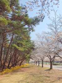 🌸 울산대공원 벚꽃 여행 🌸