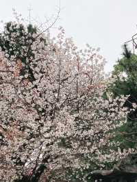 Cherry Blossoms in Maruyama Park, Kyoto