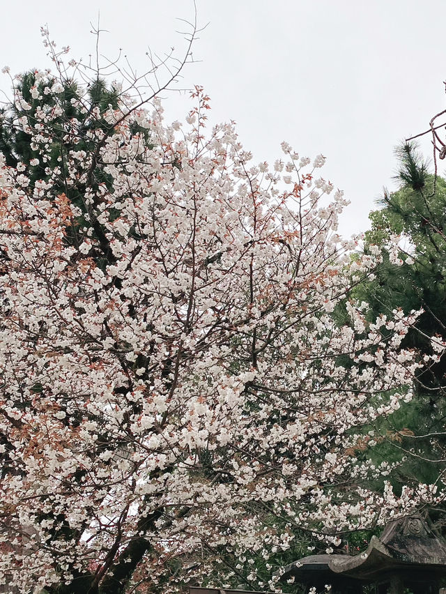 Cherry Blossoms in Maruyama Park, Kyoto