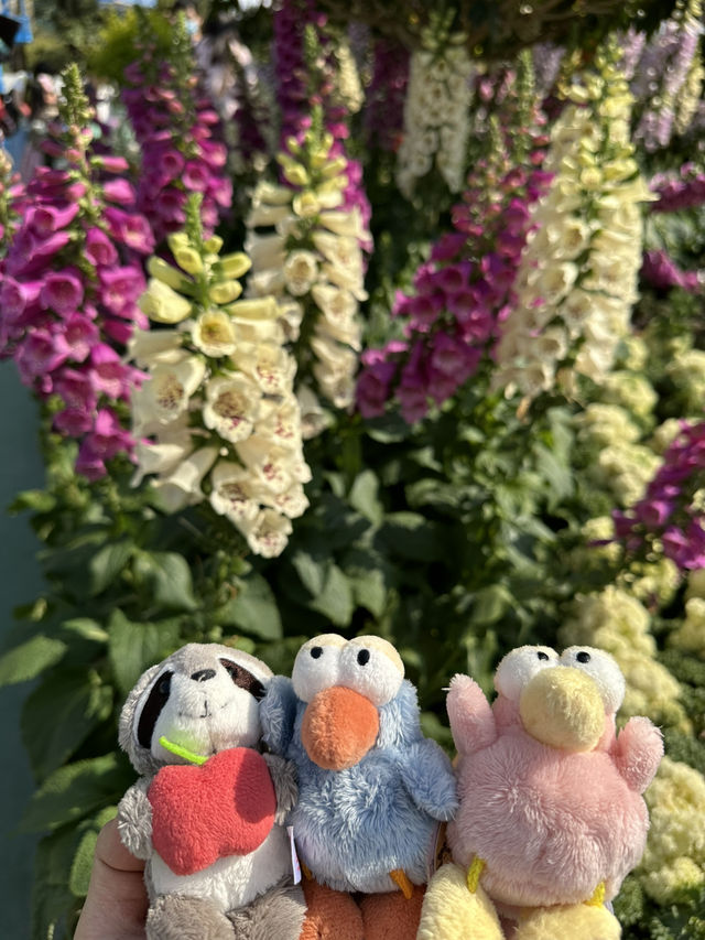 百花齊放的香港花卉展覽2025🥰😘😍💐🌺🪻🌸🌻🌞