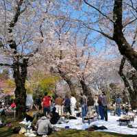 東京王子站-飛鳥山公園，當地日本人的賞櫻野餐景點