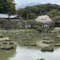 太宰府天滿宮（Dazaifu Tenmangu）