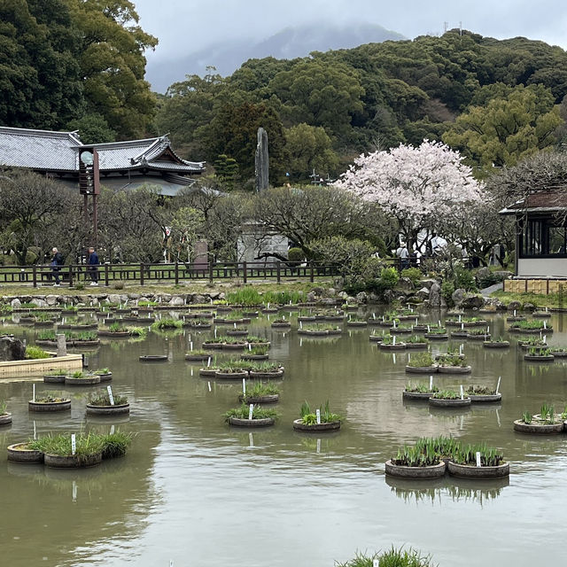 太宰府天滿宮（Dazaifu Tenmangu）