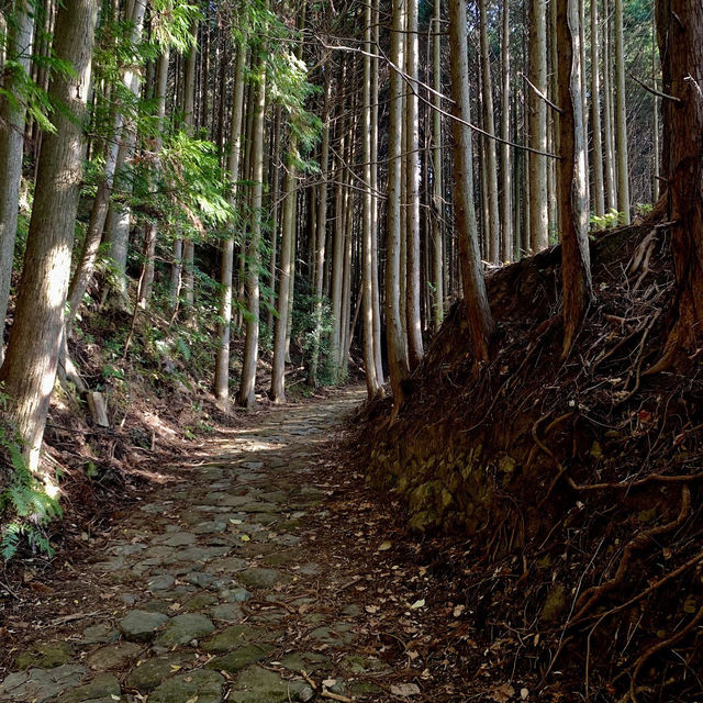 熊野古道 (Kumano Kodo, Wakayama) – 霊験あらたかな巡礼の道