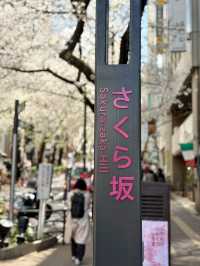 Full Bloom! Sakura-zaka in Shibuya🌸