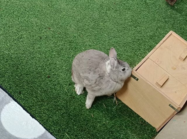 日本群馬自由行 伊香保綠色牧場