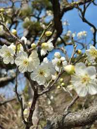 Spring Stroll at Chishakuin Temple