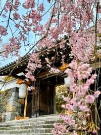 大原三千院賞櫻，古木參天的優雅日式庭園