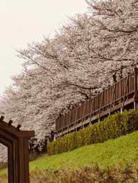 Spring's Floral Ribbon: Anyangcheon's Charming Blossom Walkway"