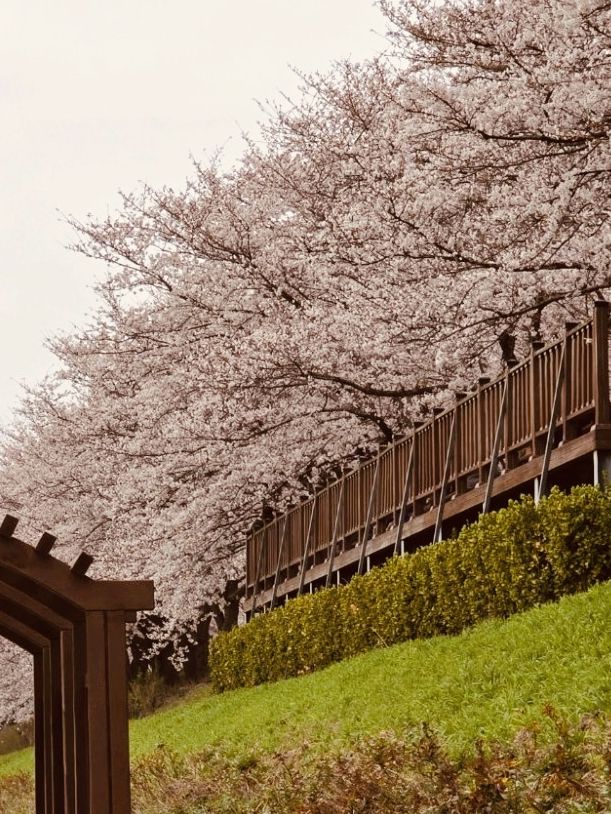 Spring's Floral Ribbon: Anyangcheon's Charming Blossom Walkway"