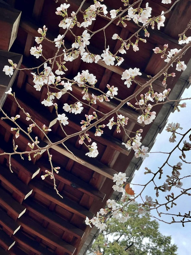 Weeping Cherry Blossoms at Daigo-ji Temple 🌸