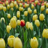 ไปชมทุ่งดอกทิวลิปที่ ระยองกัน 🌷