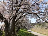琵琶湖周辺の桜：湖畔で楽しむ春の絶景🌸