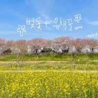 실시간 유채꽃이 만개한 양산 황산공원 💛