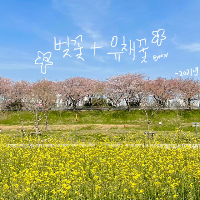 실시간 유채꽃이 만개한 양산 황산공원 💛