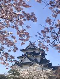 Full Bloom at Hikone Castle! 🌸