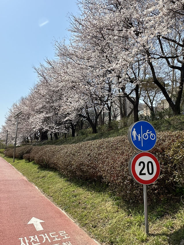 역시 올해도 벚꽃놀이는 이곳에서🌸 양재천 벚꽃길
