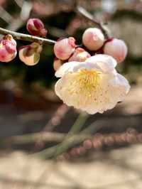 Plum Blossoms at Kyoto Botanical Gardens