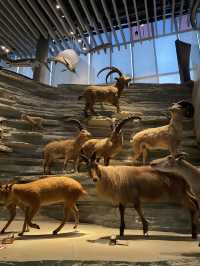 พาทัวร์ 📍Shanghai Natural History Museum