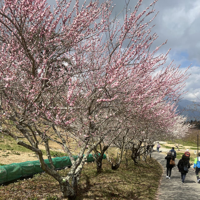 福壽山農場 