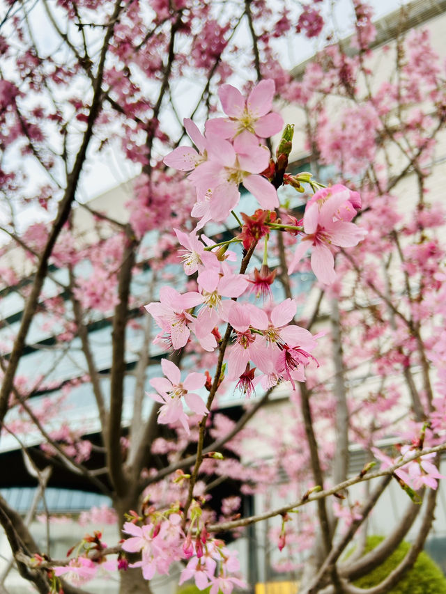 Pretty In Pink Outside Dream Plaza, Wuhan