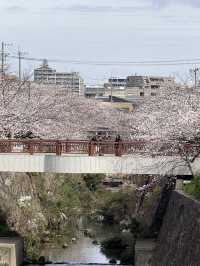 Beautiful cherry blossom @ Nagoya’s Four Seasons Road