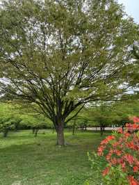 【青森×富士見パーク】 様々な花を鑑賞できる公園