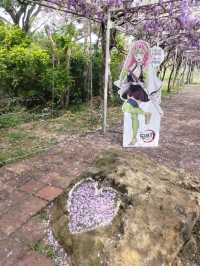 紫藤花開