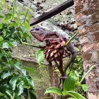 Réserve Peyrieras Madagascar Exotic｜近距離認識馬達加斯加生物